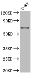 CSB-RA920283A0HU