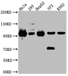 CSB-RA988543A0HU