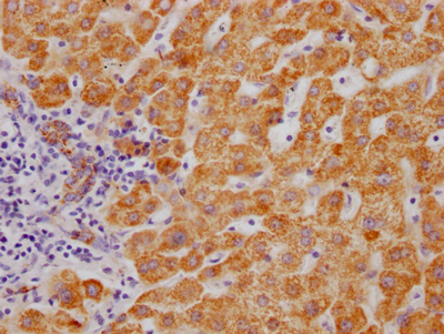 CSB-RA999377A0HU IHC-1