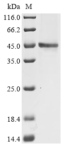 CSB-BP001205HU