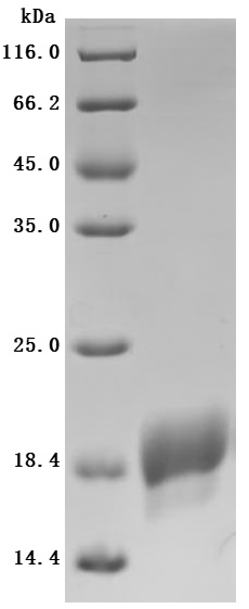 CSB-BP001262HU1-SDS