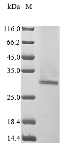 CSB-BP001487HU SDS