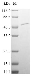 CSB-BP021061MO