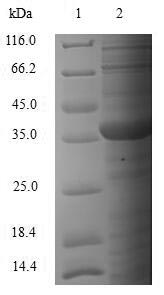 CSB-BP021838MO SDS