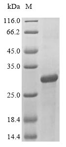 CSB-EP002271HU