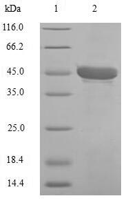 CSB-EP004364HU