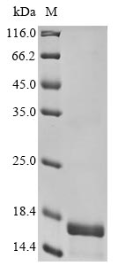 CSB-EP007178HU1