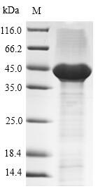 CSB-MP007125HU SDS