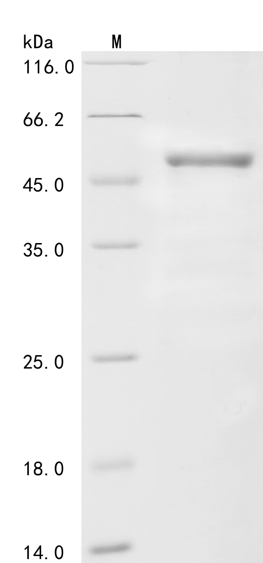 CSB-EP007932HU