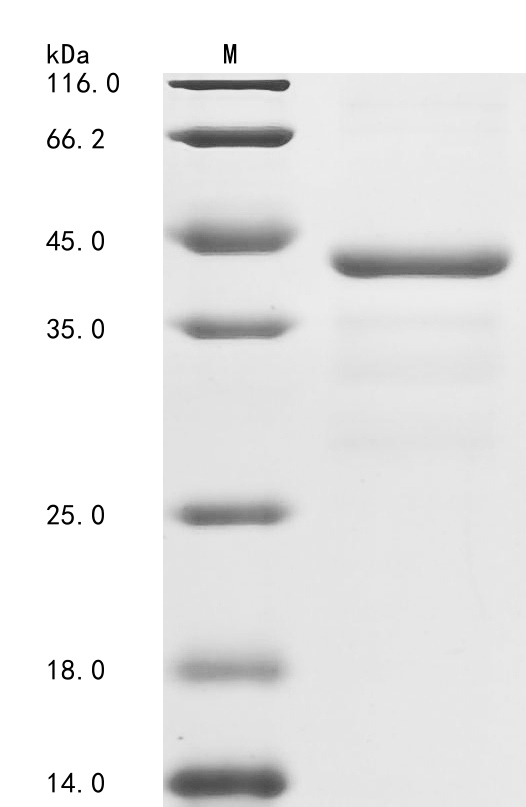 CSB-EP007936HU1 SDS