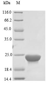 CSB-EP009053HUV DS-PAGE