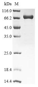 CSB-EP011092HU SDS