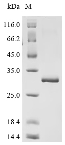 CSB-EP011586HU