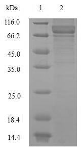 CSB-EP015688HU-SDS