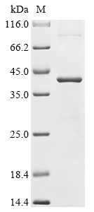 CSB-EP015996HU