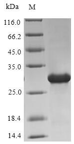 CSB-EP017315HUb3 SDS