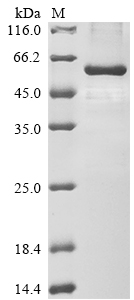 CSB-EP017492HU