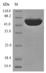 CSB-EP017720HU