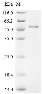 CSB-EP018423HU2a2