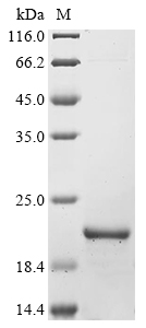 CSB-EP019092MO SDS