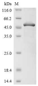 CSB-EP024405HUd1