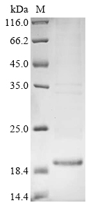 CSB-EP3839CA