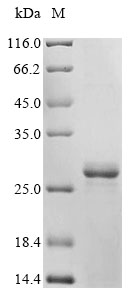 CSB-EP613203SVG SDS