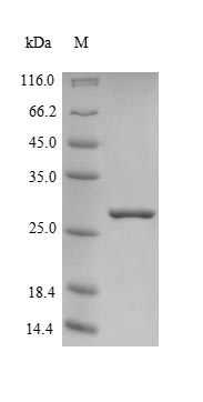 CSB-EP613687HU(A4)b1 SDS