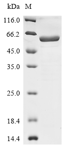 CSB-EP613703HU