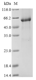 CSB-EP614518HU1a0