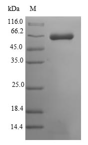 CSB-EP730715MO-SDS