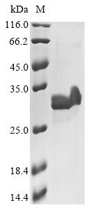 CSB-EP757211GU