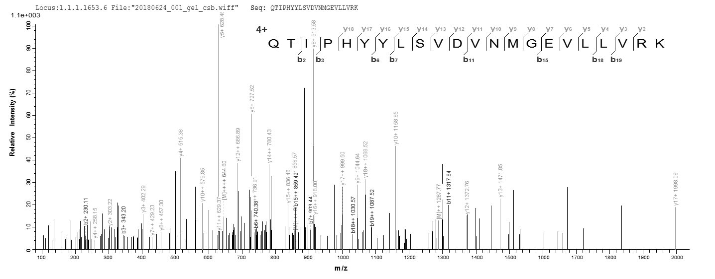 CSB-EP804374MOa0 LC-MS-2