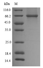 CSB-EP804374MOa0-SDS