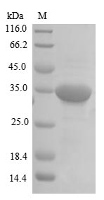 CSB-EP836186HU SDS