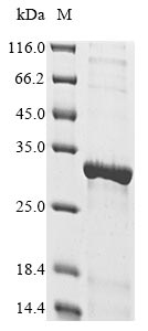 CSB-EP848095RA SDS