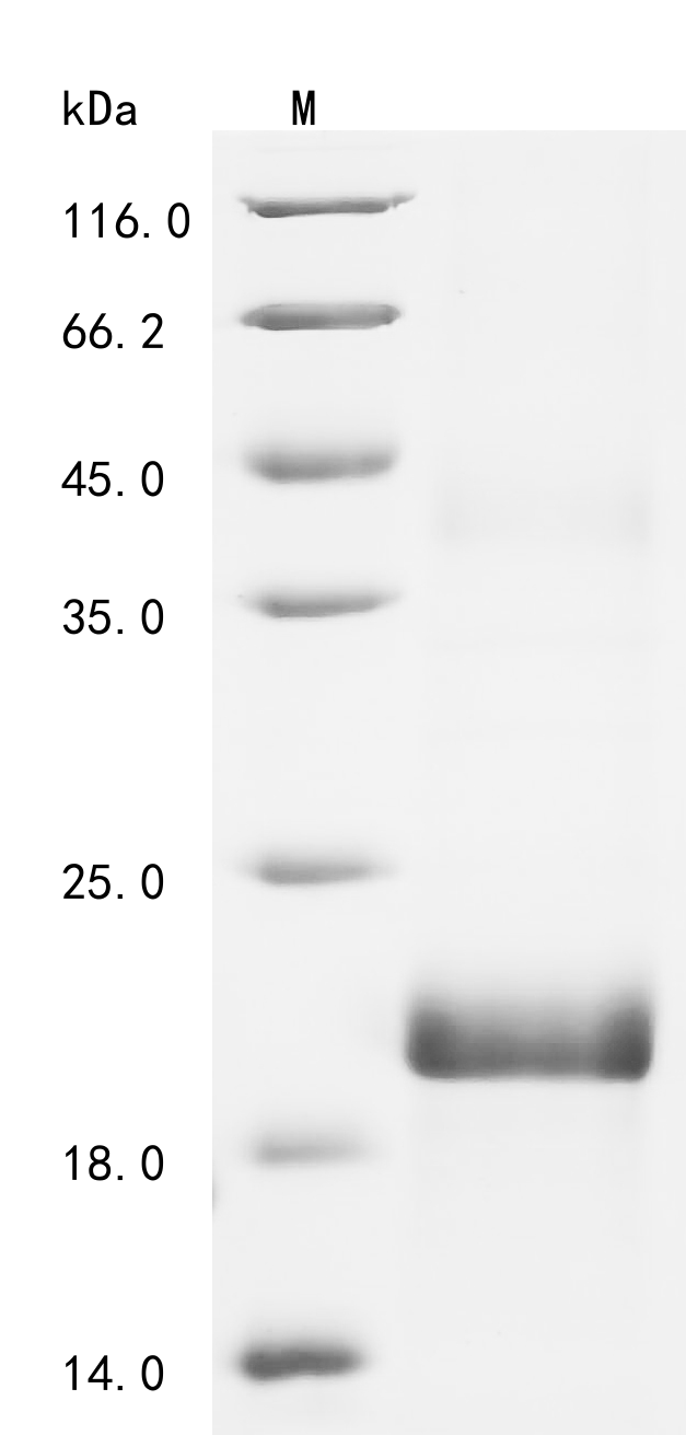 CSB-EP861952HO SDS