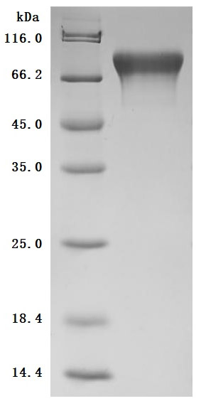 CSB-MP004425MO SDS-PAGE