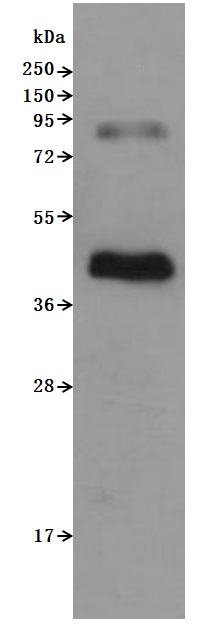 CSB-MP004845HU WB