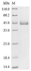 CSB-MP004931HU