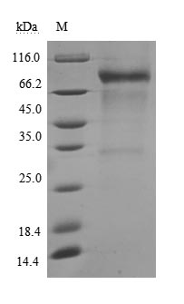 CSB-MP004939HU SDS-PAGE