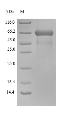 CSB-MP004941HU SDS-PAGE