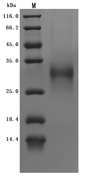 CSB-MP004956HU1(F2) SDS