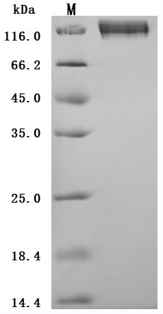 CSB-MP005165HU WB