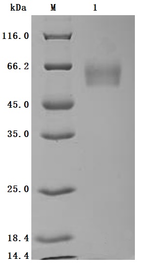 CSB-MP005168HU Purity Verified