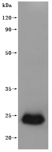 CSB-MP005508HU(A4) WB