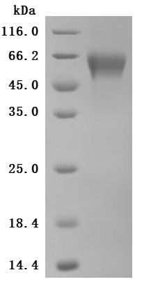 CSB-MP005998HU2 SDS