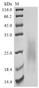 CSB-MP006045HU