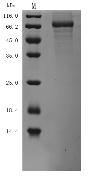 CSB-MP007205MOd7 SDS-PAGE