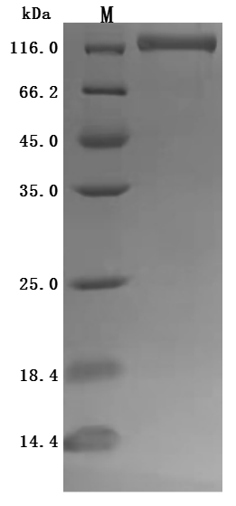 CSB-MP4278MOV SDS-PAGE